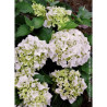 HYDRANGEA IMMACULATA