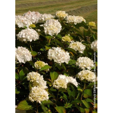 HYDRANGEA IMMACULATA