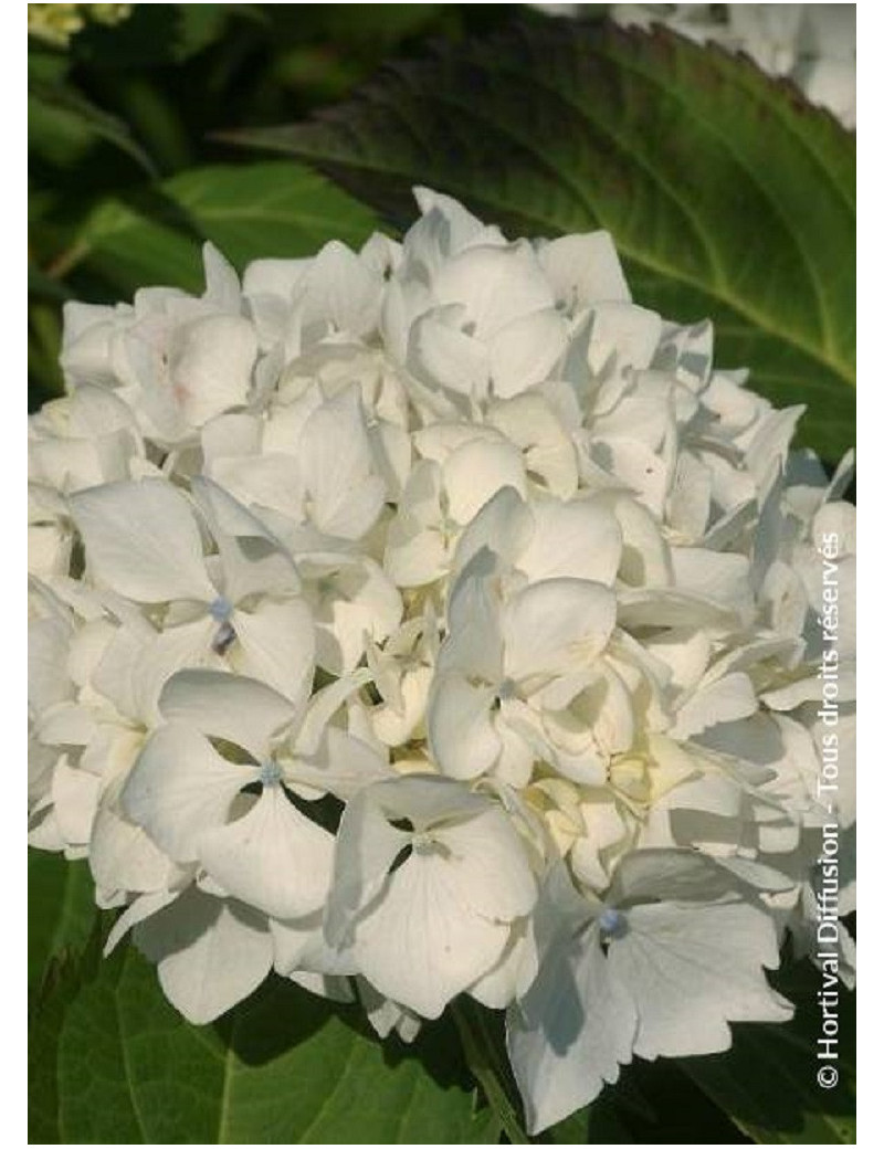 HYDRANGEA IMMACULATA