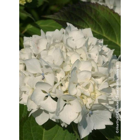 HYDRANGEA IMMACULATA