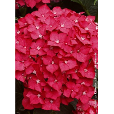 HYDRANGEA LEUCHTFEUER