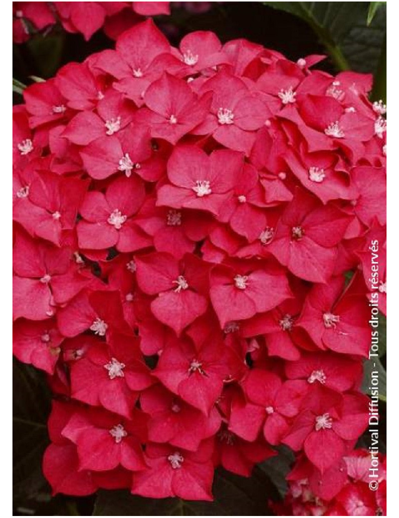 HYDRANGEA LEUCHTFEUER