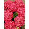 HYDRANGEA LEUCHTFEUER