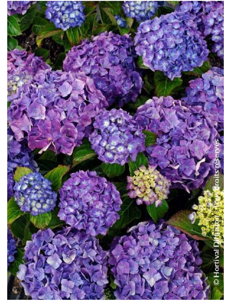 HYDRANGEA MATHILDA GUTGES