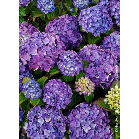 HYDRANGEA MATHILDA GUTGES