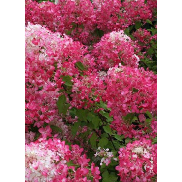 HYDRANGEA paniculata DIAMANT ROUGE