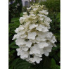 HYDRANGEA paniculata KYUSHU