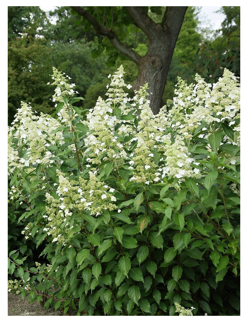 HYDRANGEA paniculata KYUSHU