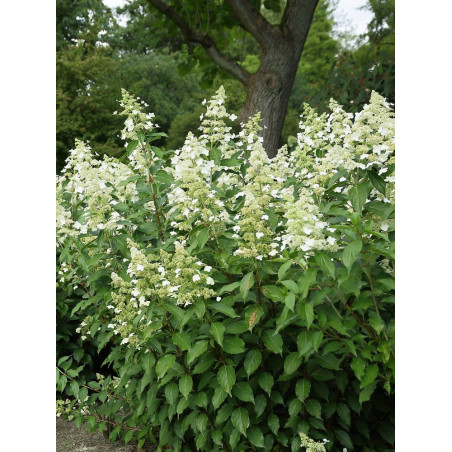 HYDRANGEA paniculata KYUSHU