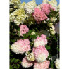 HYDRANGEA paniculata SUNDAE FRAISE