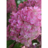 HYDRANGEA paniculata SUNDAE FRAISE