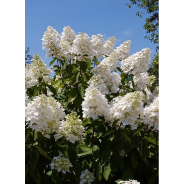 HYDRANGEA paniculata UNIQUE