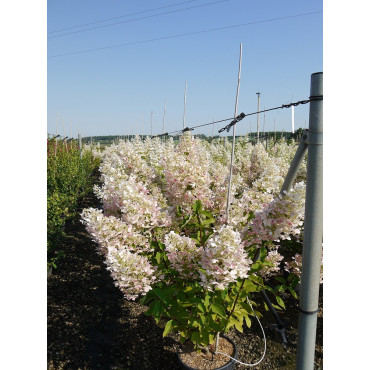 HYDRANGEA paniculata UNIQUE En pot de 15-20 litres