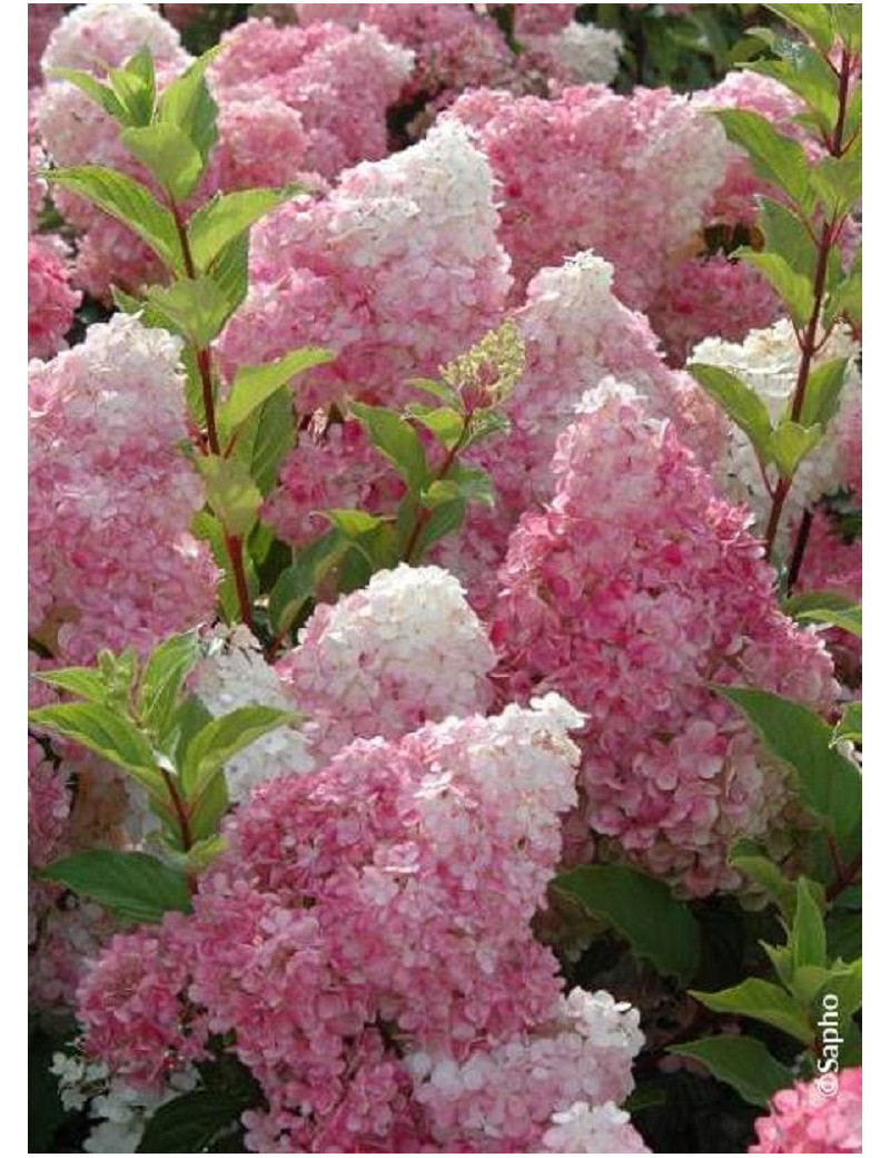 HYDRANGEA paniculata VANILLE FRAISE