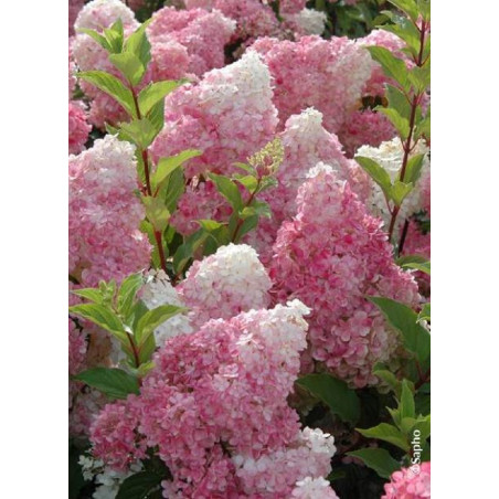 HYDRANGEA paniculata VANILLE FRAISE