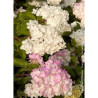 HYDRANGEA paniculata VANILLE FRAISE