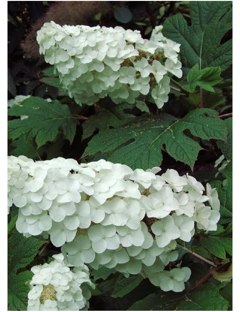 HYDRANGEA quercifolia SNOW QUEEN