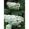 HYDRANGEA quercifolia SNOW QUEEN