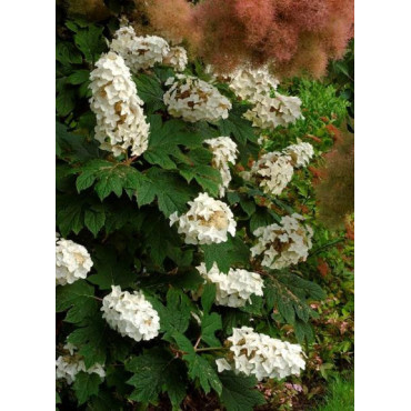 HYDRANGEA quercifolia SNOW QUEEN