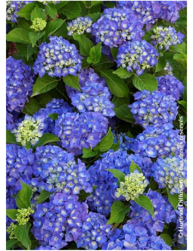 HYDRANGEA RENATE STEINIGER