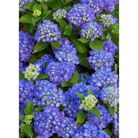 HYDRANGEA RENATE STEINIGER