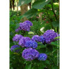 HYDRANGEA RENATE STEINIGER