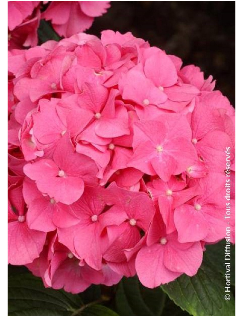 HYDRANGEA ROSITA