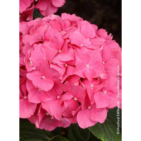 HYDRANGEA ROSITA