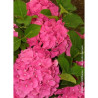 HYDRANGEA ROSITA