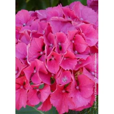 HYDRANGEA SYBILLA