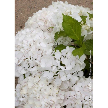 HYDRANGEA SŒUR THÉRÈSE