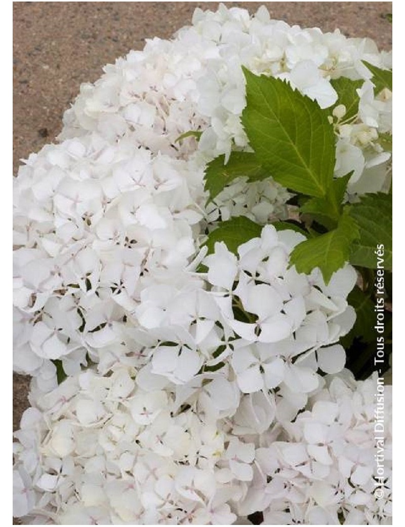 HYDRANGEA SŒUR THÉRÈSE