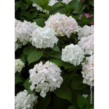 HYDRANGEA SŒUR THÉRÈSE