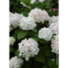 HYDRANGEA SŒUR THÉRÈSE