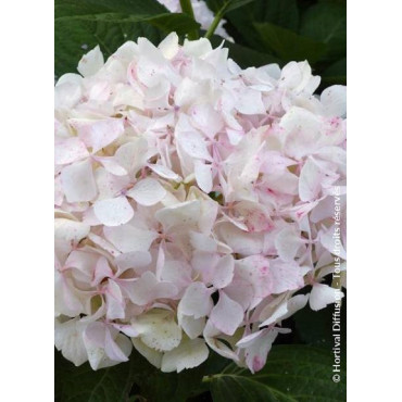 HYDRANGEA SŒUR THÉRÈSE