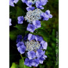 HYDRANGEA TELLER BLAUMEISE