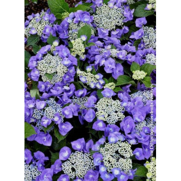 HYDRANGEA TELLER BLAUMEISE