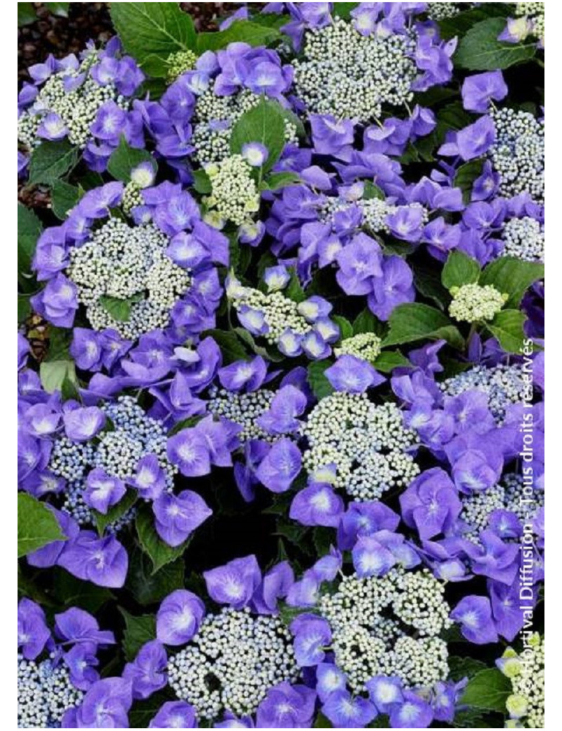 HYDRANGEA TELLER BLAUMEISE