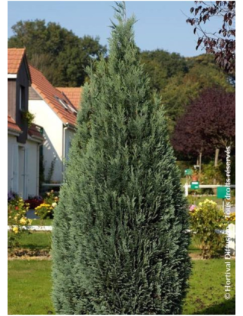 CHAMAECYPARIS lawsoniana COLUMNARIS