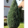 CHAMAECYPARIS lawsoniana COLUMNARIS