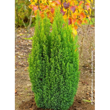 CHAMAECYPARIS lawsoniana ELLWOOD'S GOLD