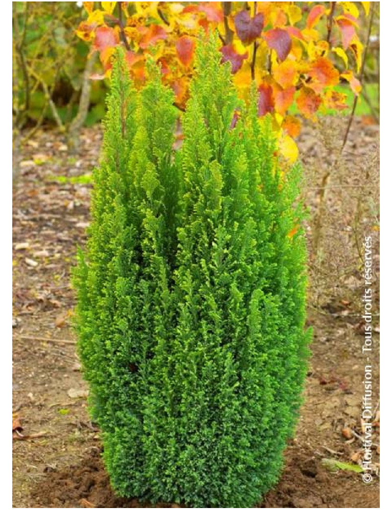 CHAMAECYPARIS lawsoniana ELLWOOD'S GOLD