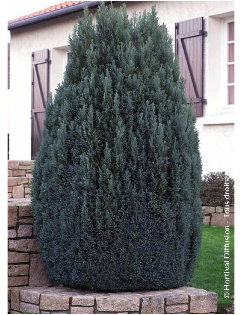 CHAMAECYPARIS lawsoniana ELLWOODII