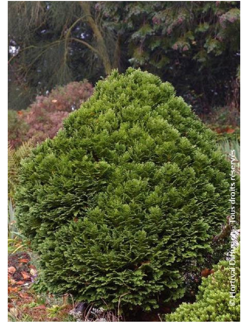 CHAMAECYPARIS lawsoniana MINIMA GLAUCA