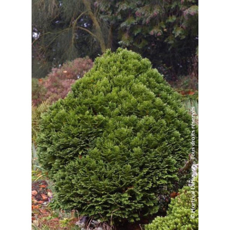 CHAMAECYPARIS lawsoniana MINIMA GLAUCA