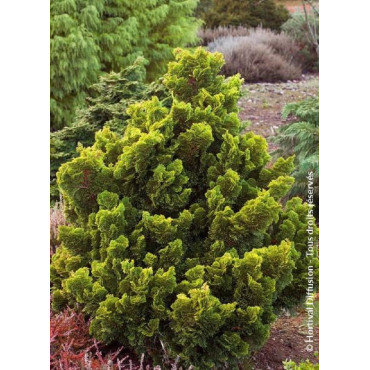 CHAMAECYPARIS obtusa AURORA