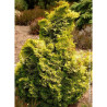 CHAMAECYPARIS obtusa AURORA