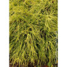 CHAMAECYPARIS pisifera SUNGOLD