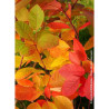 COTINUS coggygria FLAME