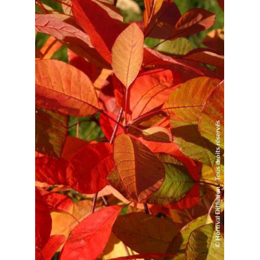 COTINUS coggygria FLAME